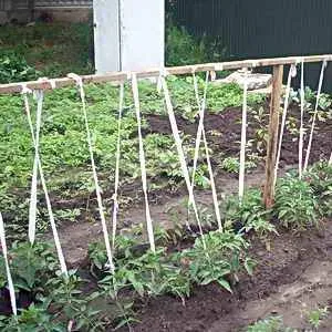 Trellis method for staking tomatoes
