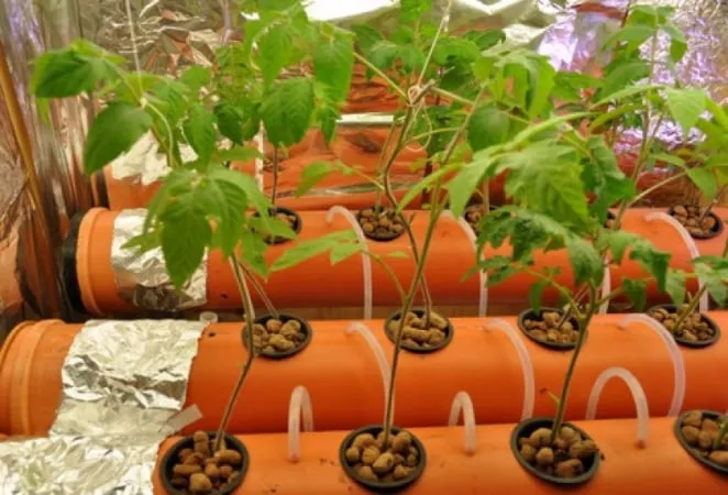 Secrets of growing tomatoes at home with hydroponics