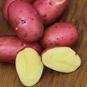 A high-yield and flavorful German potato variety "Merlot" with demanding care requirements