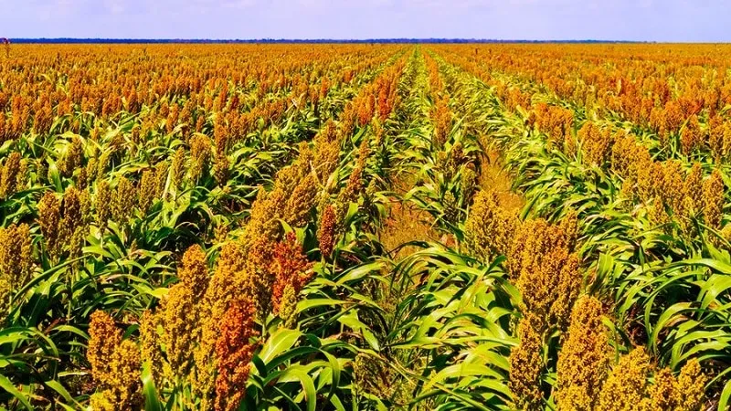 What is Sudan grass, how it's grown, and its applications