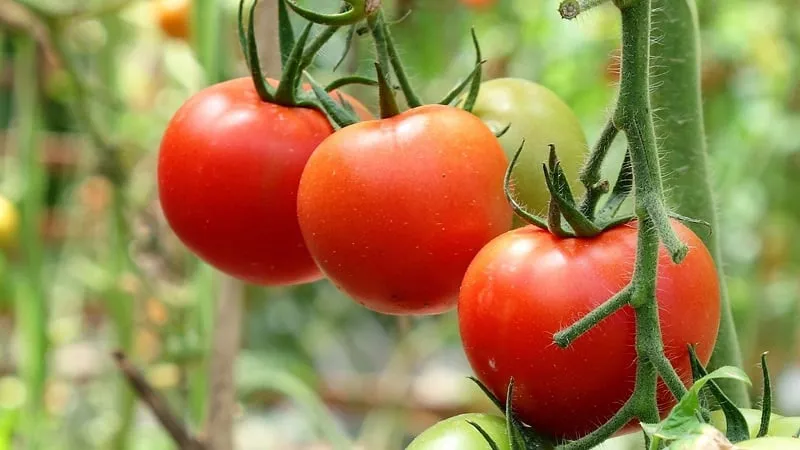 Hardy, versatile, early-ripening tomato 'Druzhok F1': reviews and growing tips