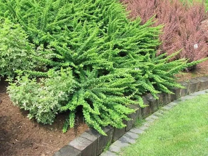 Correct use of barberry in landscape design for maximum aesthetics