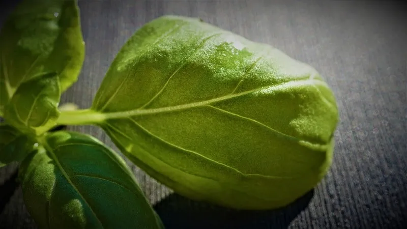 basil diseases and treatment photo