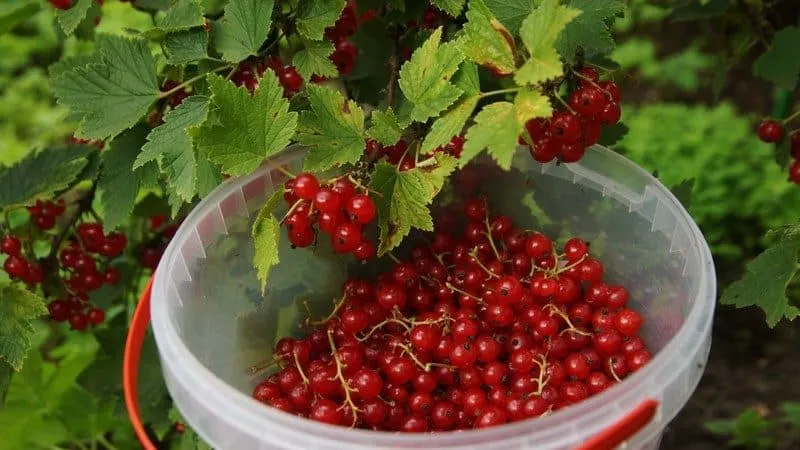 When to harvest red currants and how to do it quickly