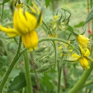 Rules for feeding tomatoes in a greenhouse: which fertilizers and when to use for a rich harvest