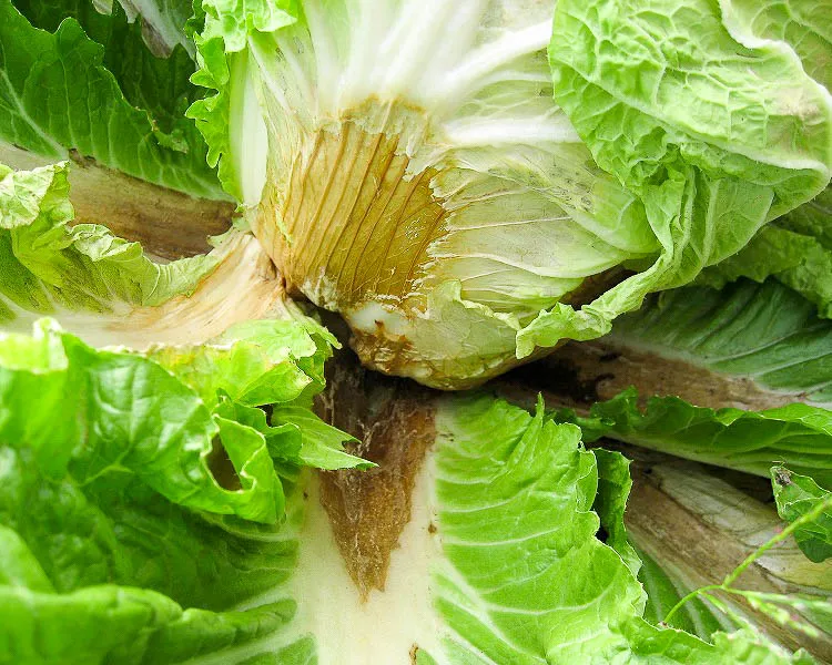 Chinese cabbage disease with brown center