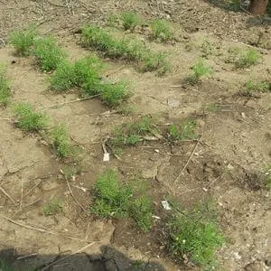 Watering winter dill