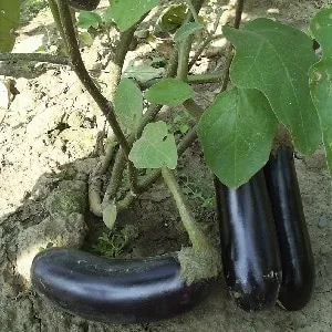A gift from modern breeders - the Fabina F1 eggplant with large fruits and impressive yield
