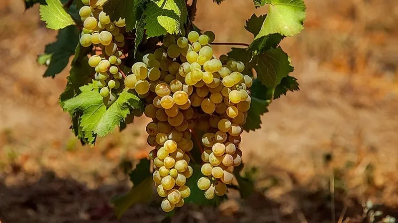 technical grape varieties of georgia