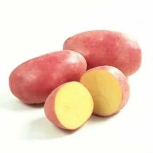 A high-yield and flavorful German potato variety "Merlot" with demanding care requirements