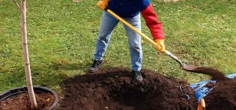 Step-by-step guide to transplanting an apricot tree in summer