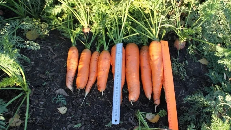 Low-maintenance mid-early hybrid carrot Red Cor