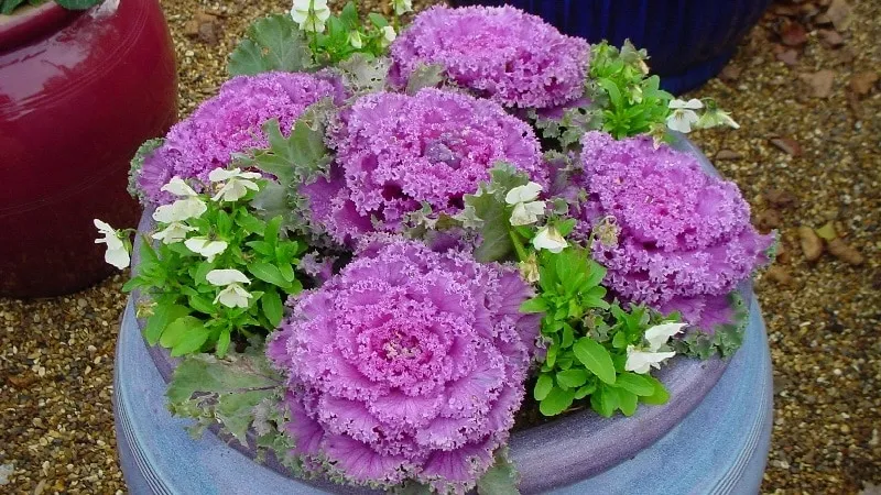 Ornamental cabbage: features, varieties with names and photos