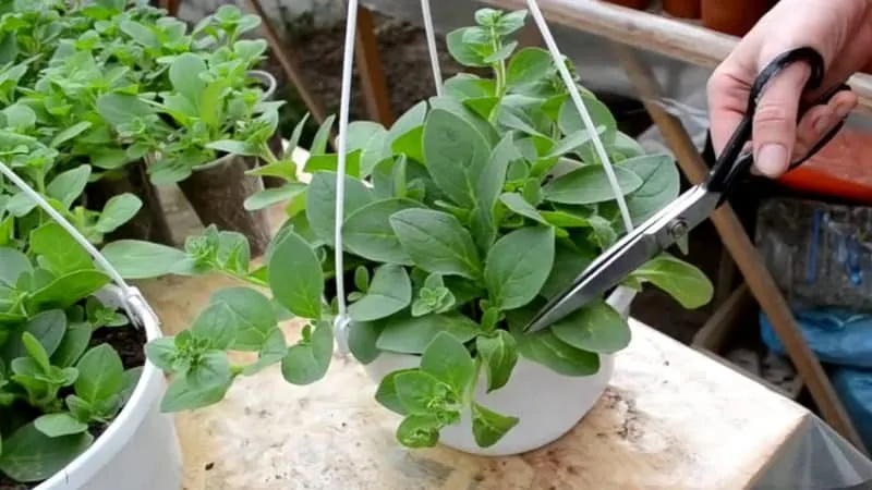 Growing and caring for trailing petunias: pinching for luxurious, lush flowering