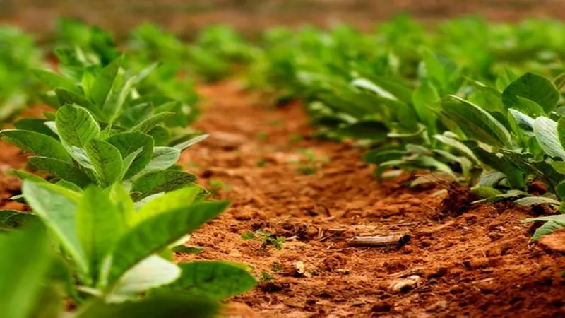 Tobacco cultivation techniques in open ground, greenhouses, and at home
