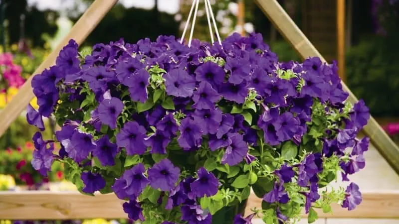 Best Trailing Petunia Varieties and Growing Tips