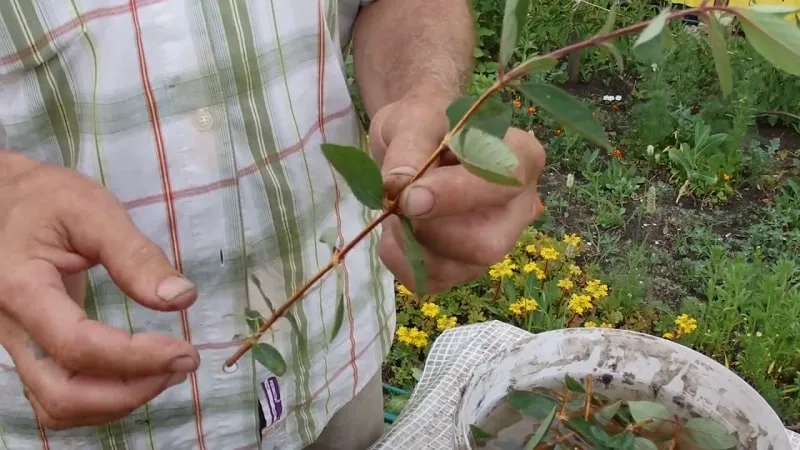 Caprifol Honeysuckle (Fragrant Vine): Description, Propagation Methods, and Care Tips