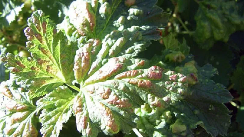 Why spots appear on gooseberry leaves