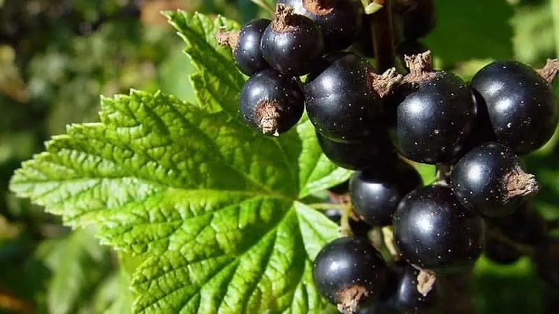 Why black currants are black