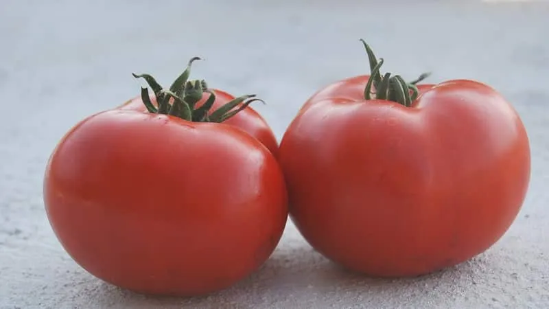 Hardy, versatile, early-ripening tomato 'Druzhok F1': reviews and growing tips