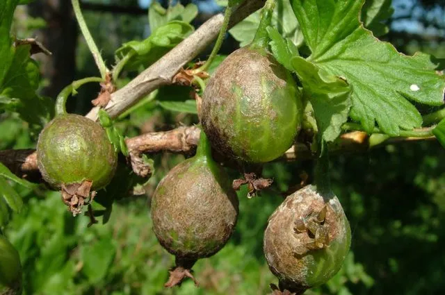 Why gooseberries fail to fruit and how to fix it
