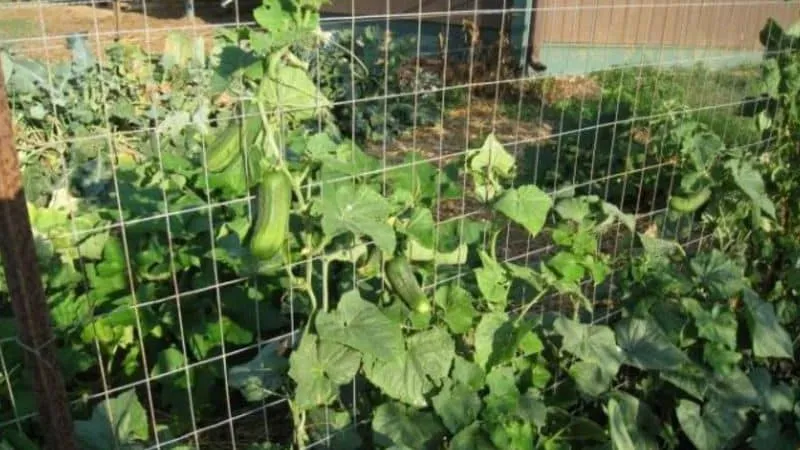 How to properly prune cucumber leaves in a greenhouse and is it necessary?