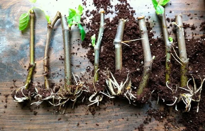 Simple ways to propagate fig cuttings at home