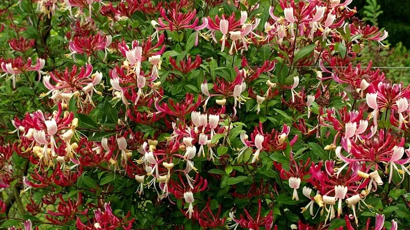 Caprifol Honeysuckle (Fragrant Vine): Description, Propagation Methods, and Care Tips