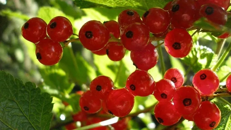 When to harvest red currants and how to do it quickly