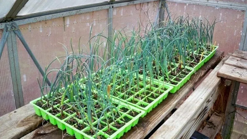 Growing leeks in open ground and caring for them from planting to harvest
