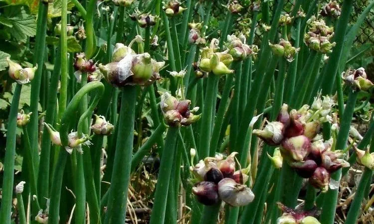 Features of planting and caring for two-tiered and multi-tiered onions