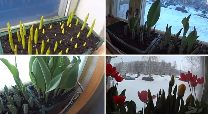 How to grow tulips in a pot at home
