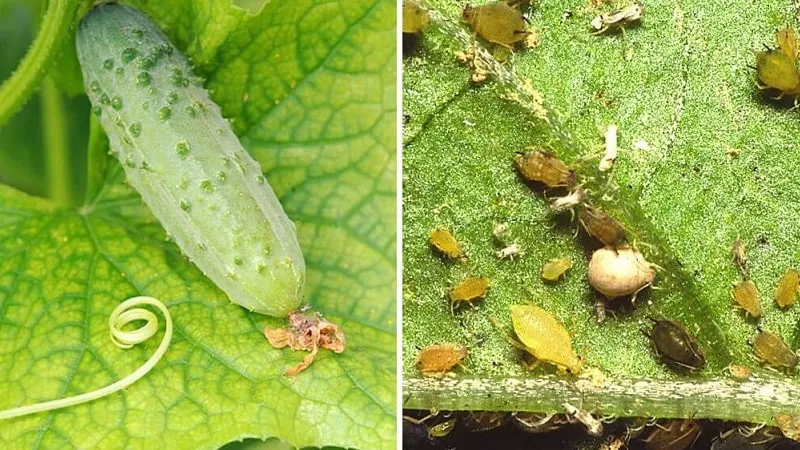 How to combat melon aphids on cucumbers quickly and effectively
