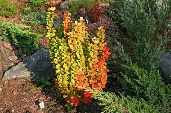 Correct use of barberry in landscape design for maximum aesthetics