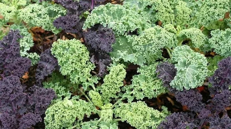 Ornamental cabbage: features, varieties with names and photos