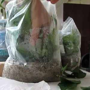 Beginner’s Guide: How to Root a Rose from a Bouquet at Home