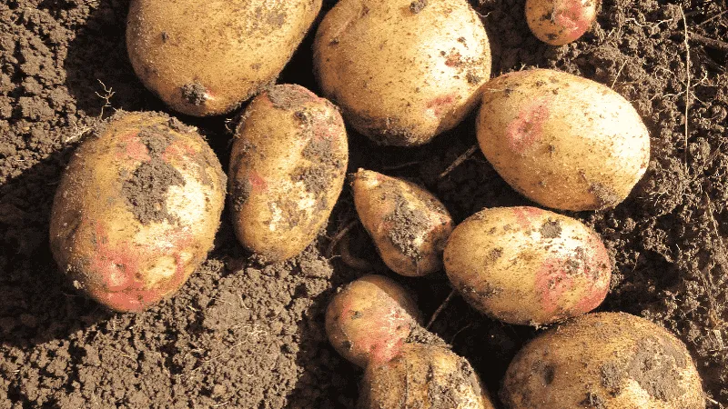 Galaxy potato variety with excellent taste and long shelf life