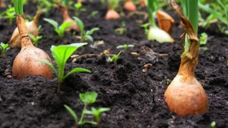 Follow crop rotation rules: what to plant after onions next year and what to avoid