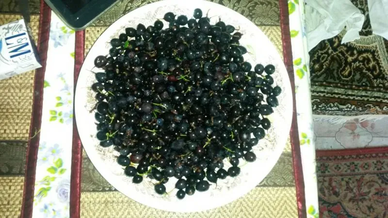Best ways to dry blackcurrants at home