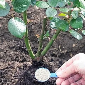 Beginner’s Guide: How to Root a Rose from a Bouquet at Home
