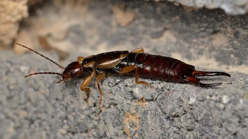 Earwigs