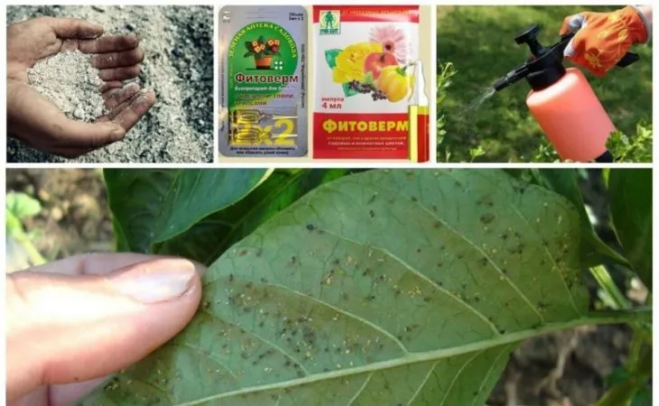 Pepper pest treatment