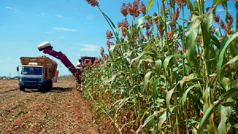 What is Sudan grass, how it's grown, and its applications