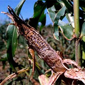 How to combat the most dangerous pests and diseases of corn