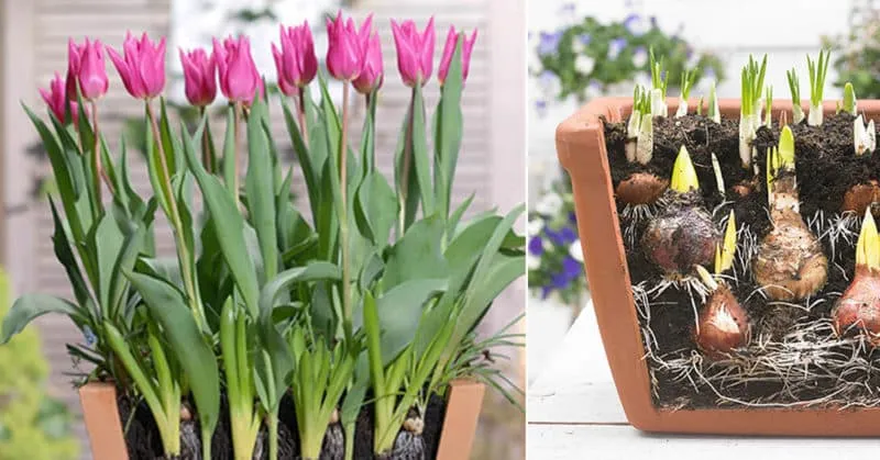 How to grow tulips in a pot at home