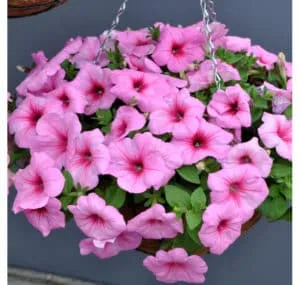 Growing and caring for trailing petunias: pinching for luxurious, lush flowering