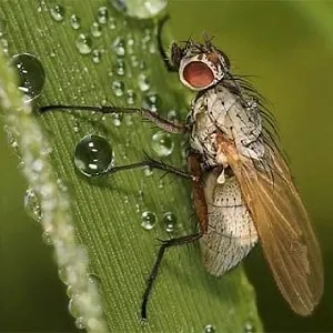 The threat of the Swedish fly to winter wheat and how to combat it and other cereal pests