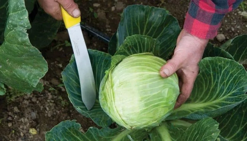 When and how to harvest cabbage from the garden