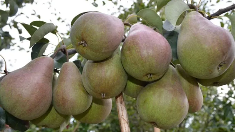 Golden Belle Pear