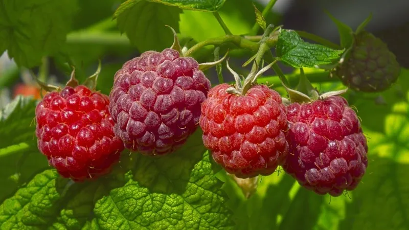 Characteristics and description of the best raspberry varieties